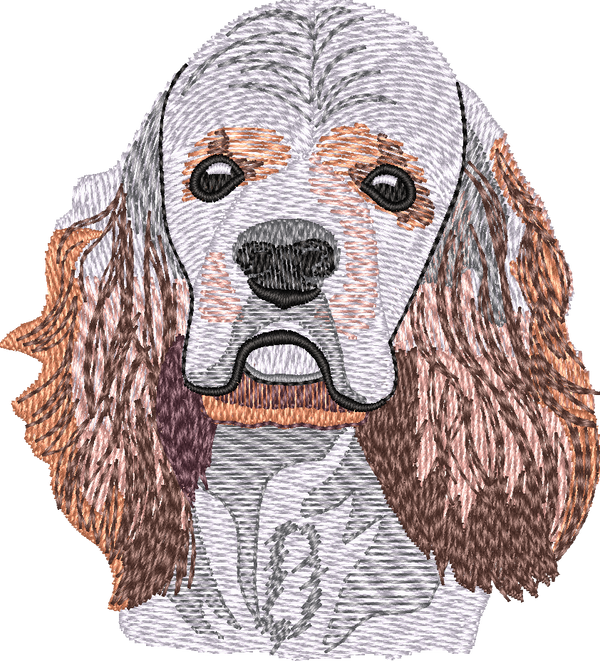 American Cocker Spaniel No Let