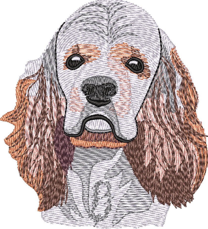 American Cocker Spaniel No Let