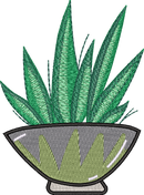 Aloe Vera 2