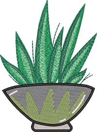 Aloe Vera 2