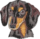 BLACK & TAN DACHSHUND no let