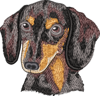 BLACK & TAN DACHSHUND no let