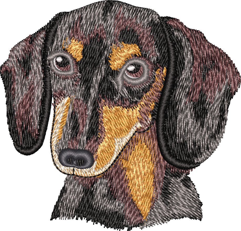 BLACK & TAN DACHSHUND no let