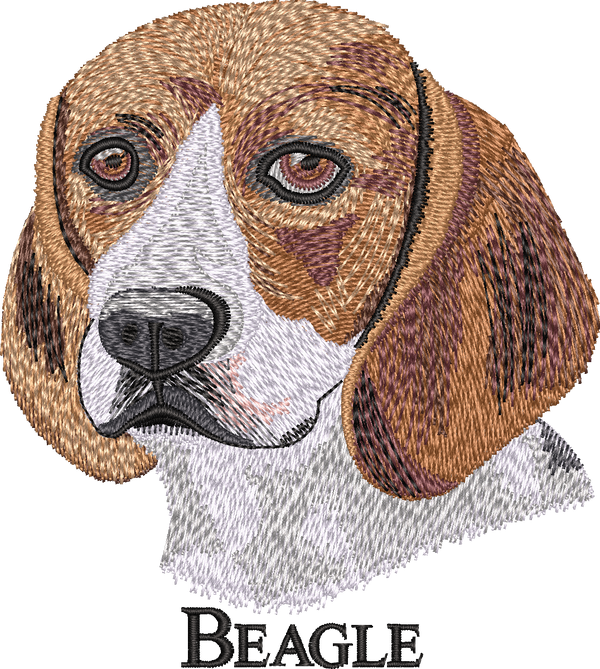 Beagle