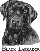 Black Labrador
