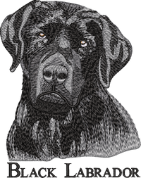 Black Labrador
