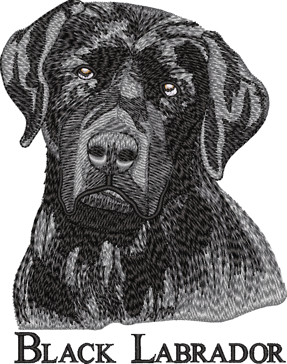 Black Labrador