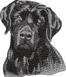 Black Labrador No Let