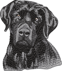 Black Labrador No Let
