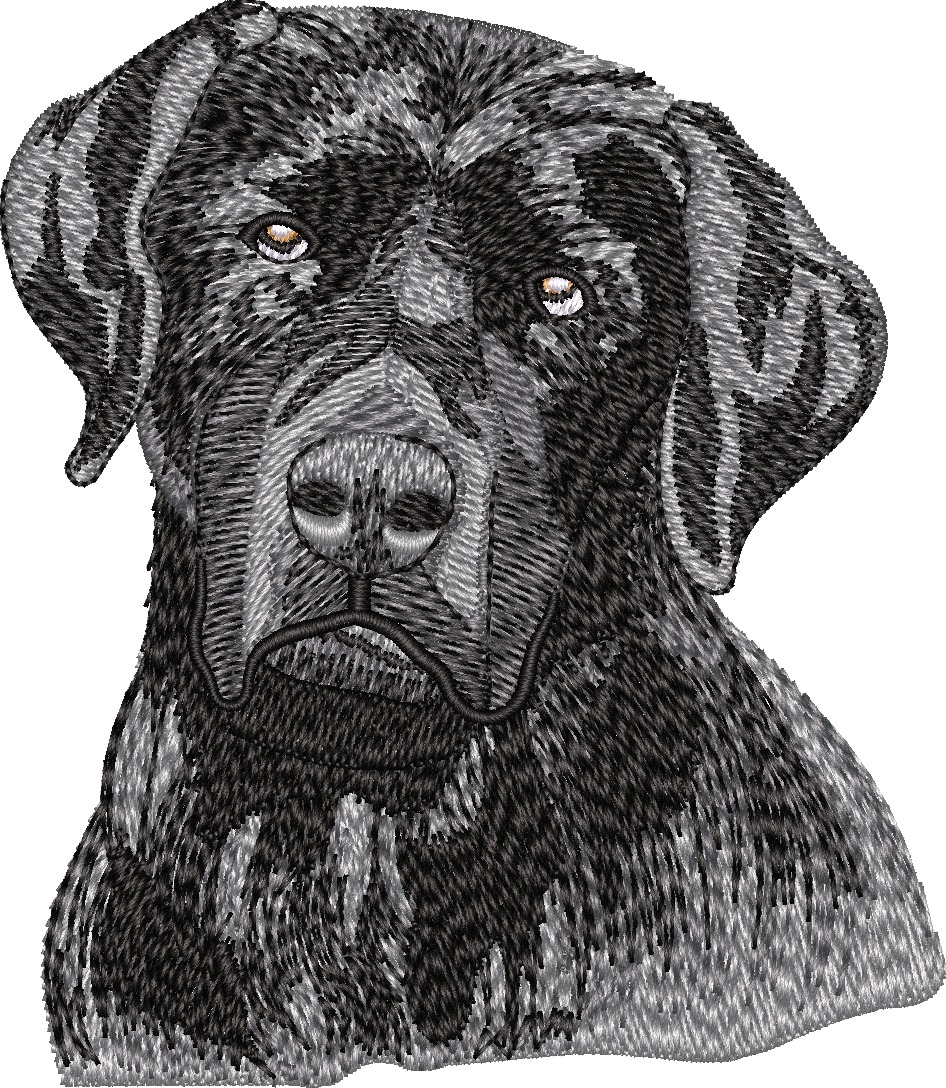 Black Labrador no let