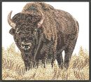 Buffalo Montana embroidery design preview