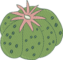CACTUS 23