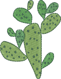 CACTUS 24