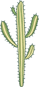 CACTUS 25