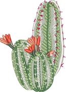 CACTUS 26