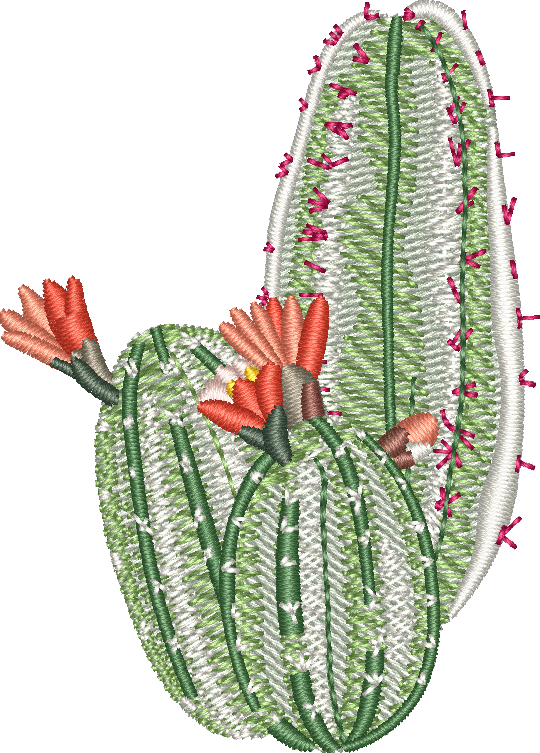Cactus 26