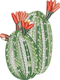 CACTUS 27