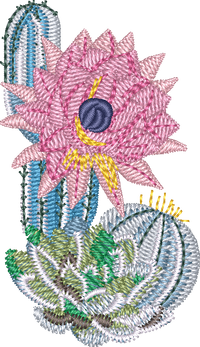 CACTUS 29