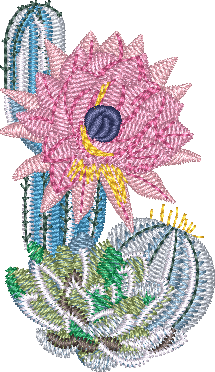 Cactus 29