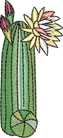 CACTUS 3