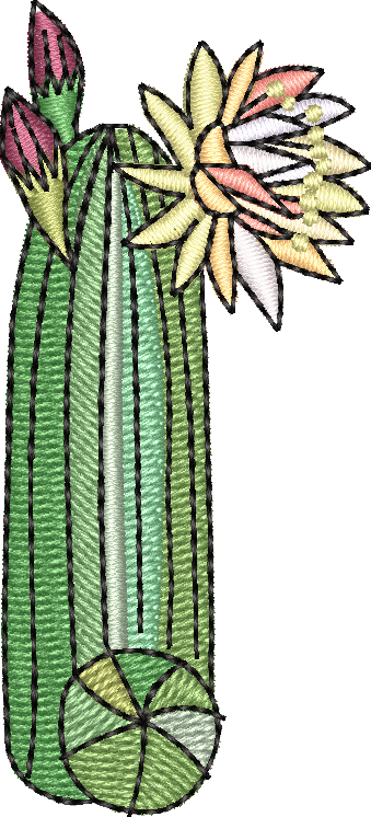 Cactus 3