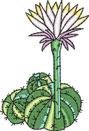 CACTUS 7