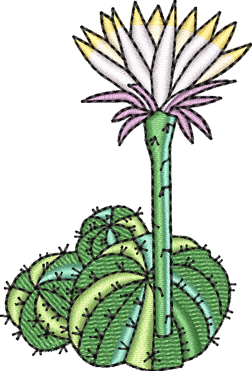 Cactus 7