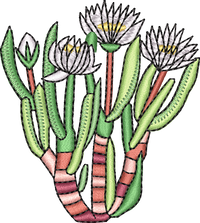 CACTUS 9