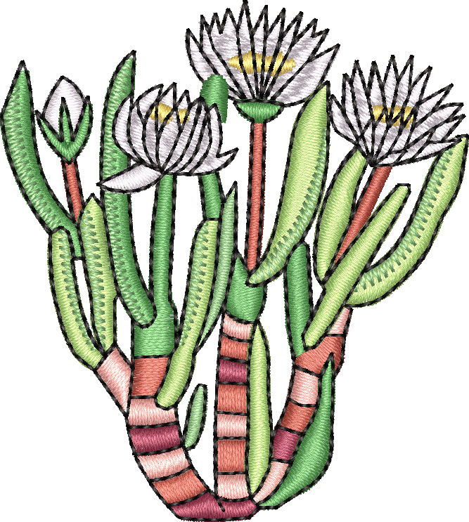 Cactus 9