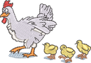 Chicken Chicks