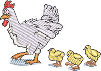 Chicken Chicks