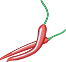 Chili Pepper