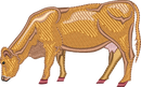 DAIRY COW 10