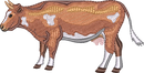 DAIRY COW 11