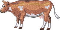 DAIRY COW 11