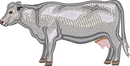 DAIRY COW 2