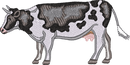 DAIRY COW 3