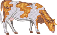 DAIRY COW 4