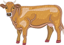 DAIRY COW 5