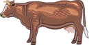 DAIRY COW 6