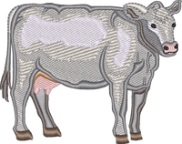 DAIRY COW 7