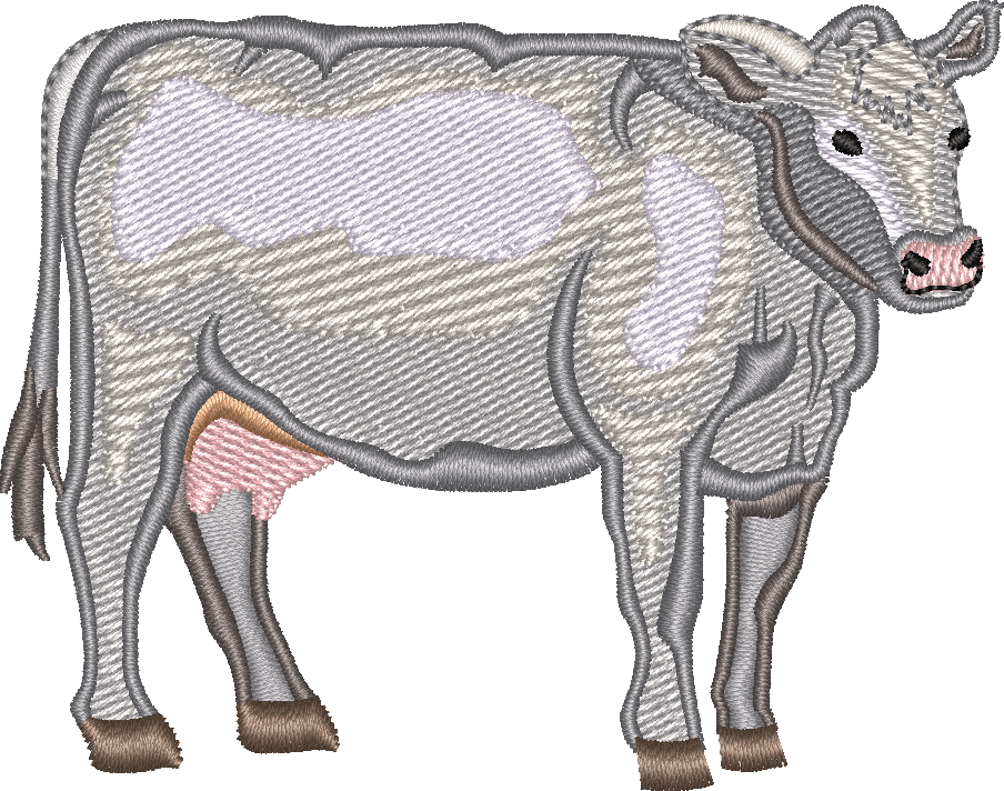 Dairy COW 7
