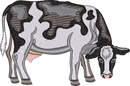 DAIRY COW 8