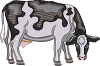 DAIRY COW 8