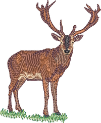 Deer1