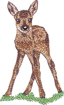 Deer2