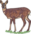 Deer3