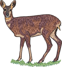 Deer3