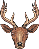 Deer4