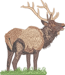 Elk2